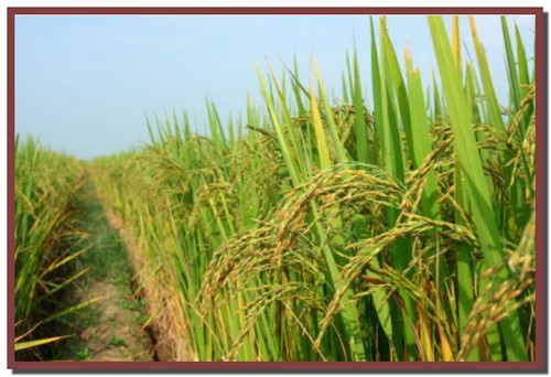 قدرت برنج در شناسایی و دفع حملات باکتریایی.وبلاگ کشاورزی و جندی شاپور البرز