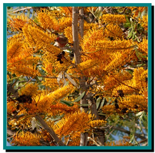 وبلاگ کشاورزی نوینGrevillea robusta – Silk Oak