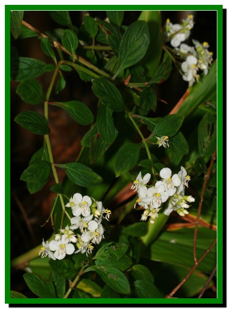 Heterocentron subtriplinervium – Pearlflower.تارنمای کشاورزی نوین